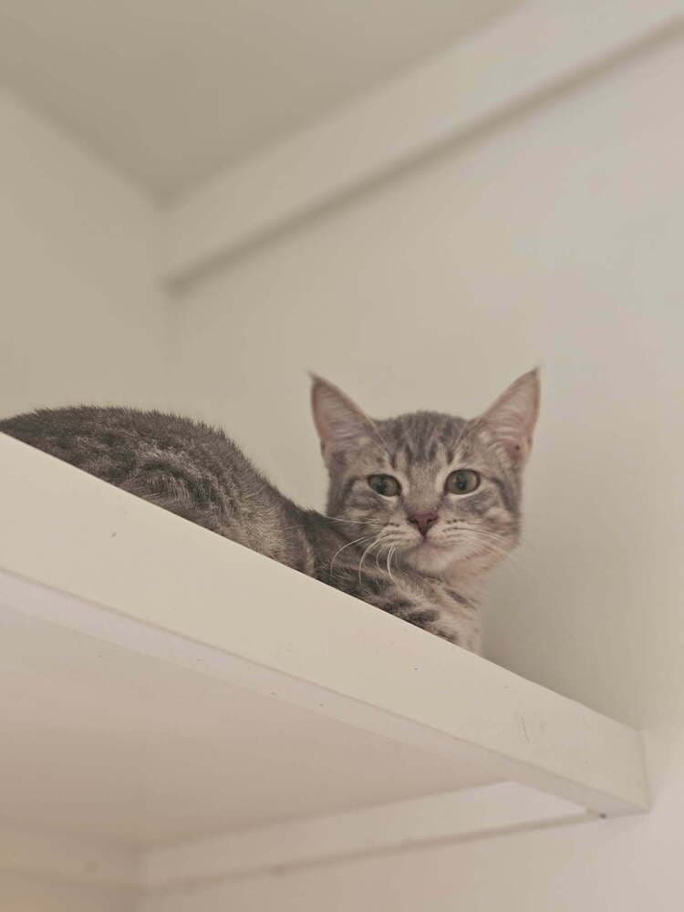 Goose - Domestic Short Hair