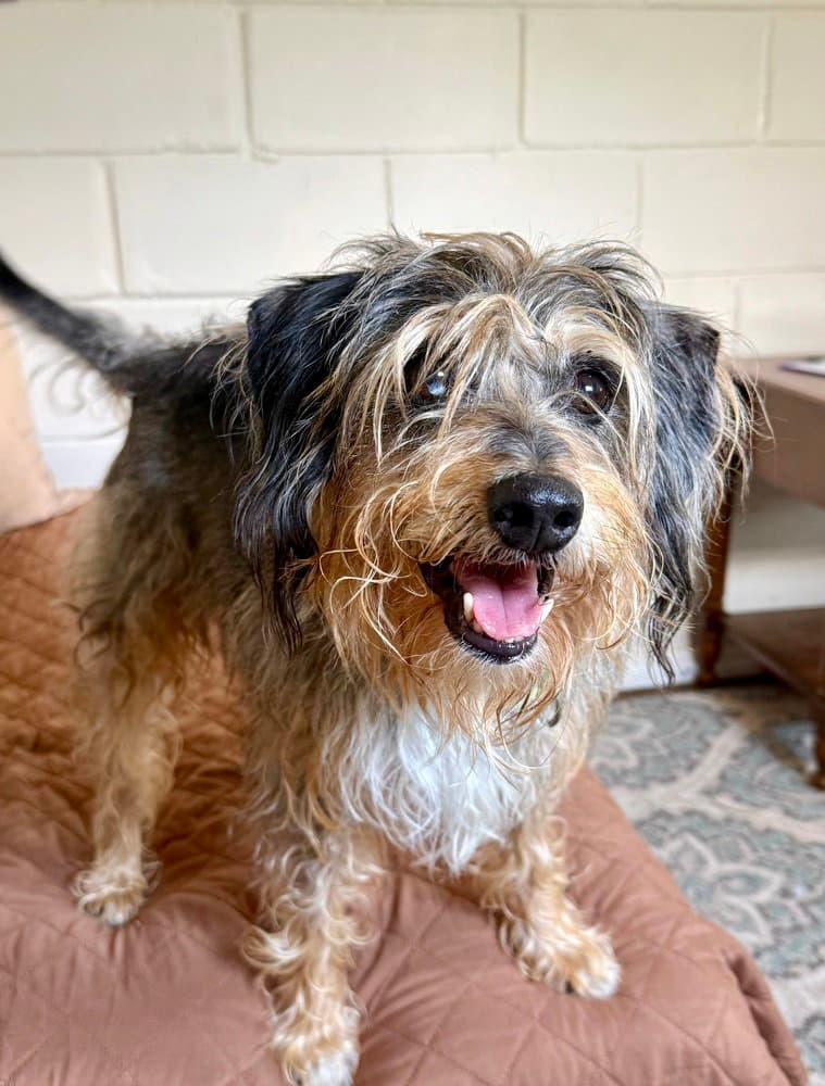 Shaggy - Terrier