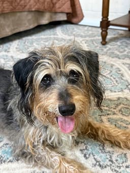 Shaggy image 2