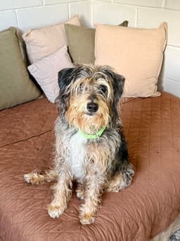 Shaggy image 3