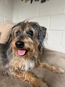 Shaggy image 4