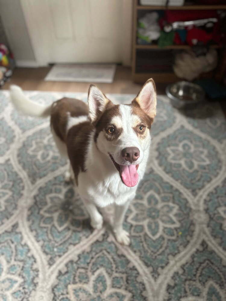 Mojo - Husky