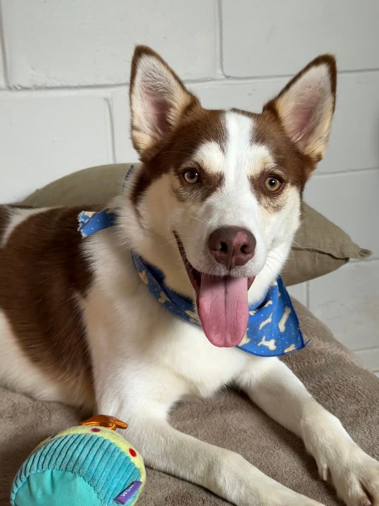 Mojo - Husky