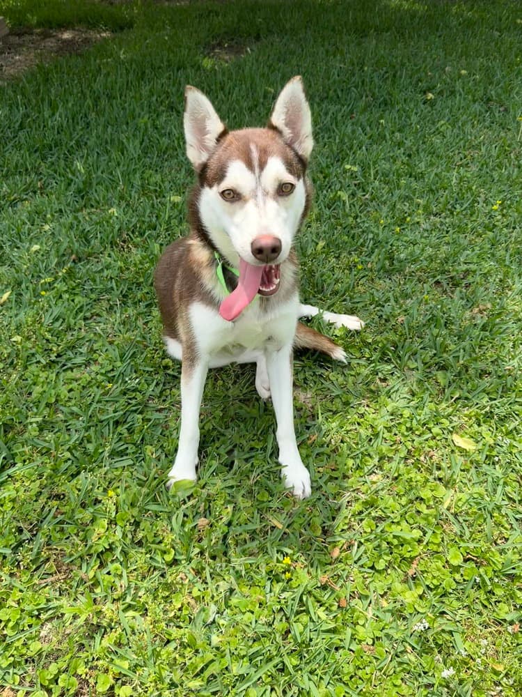 Sugar - Husky