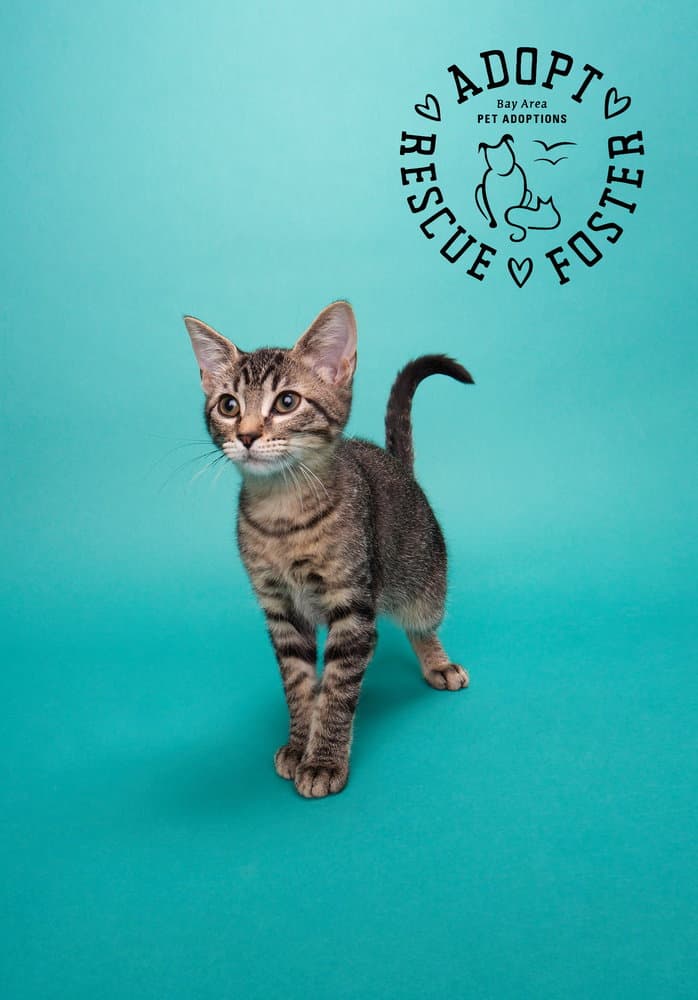 Lucy - Domestic Medium Hair