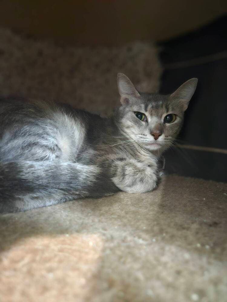 Tinky - Domestic Short Hair