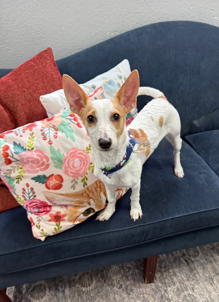 Chipper - Terrier