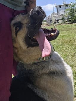 Frankie image 2