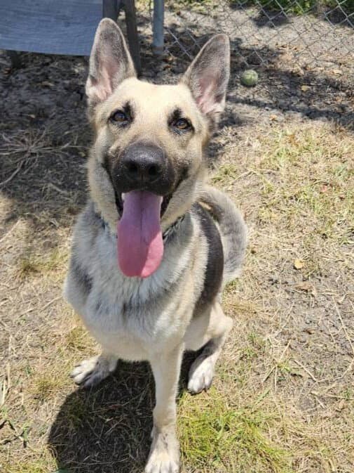 Frankie - German Shepherd Dog