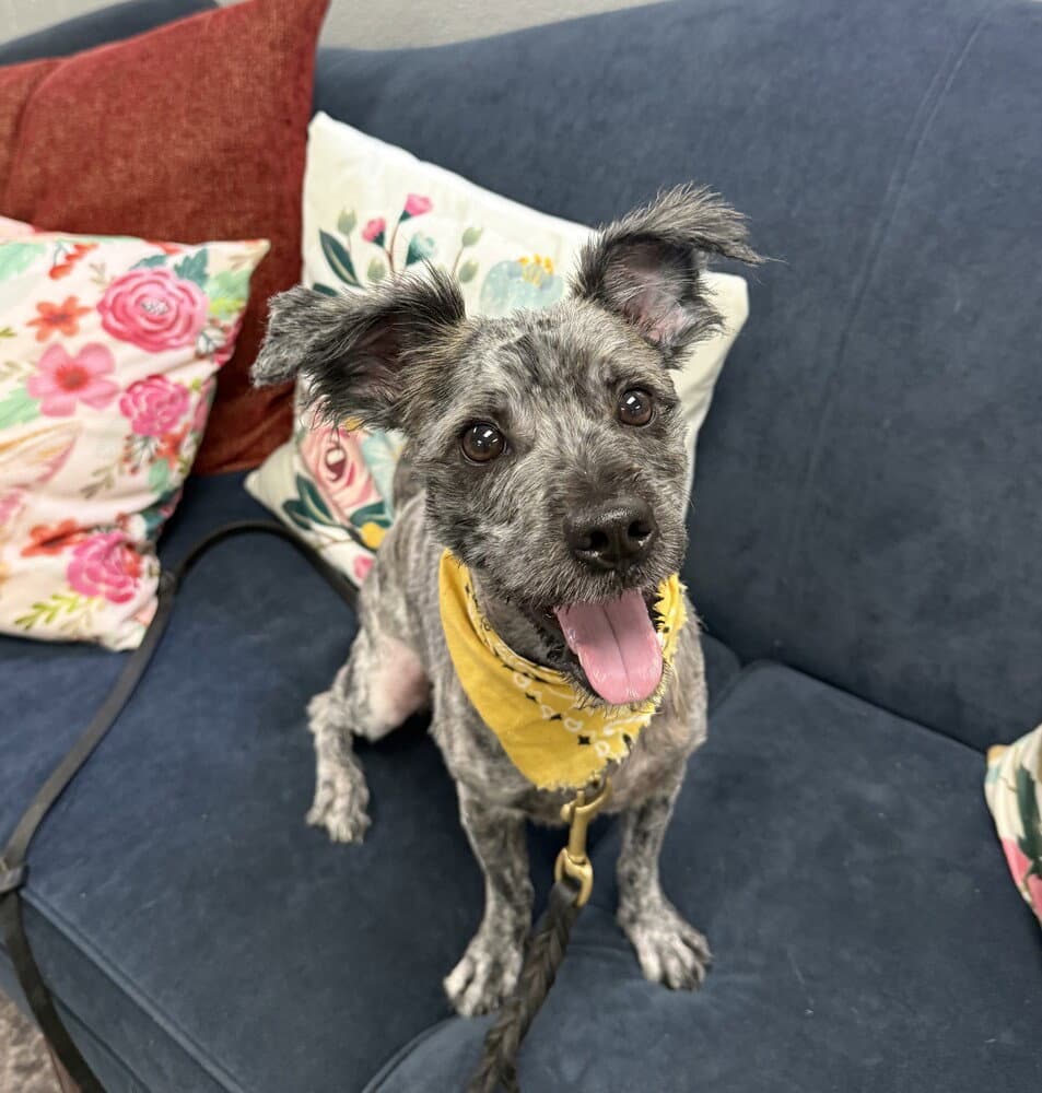 Teddy - Terrier