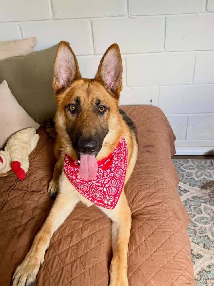 Ritter - German Shepherd Dog
