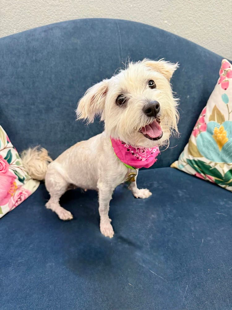 Peanut - Terrier