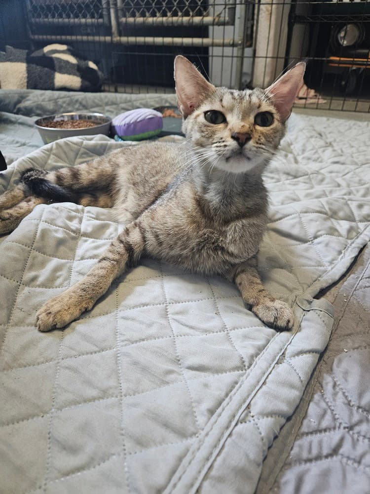 Rowena - Domestic Short Hair