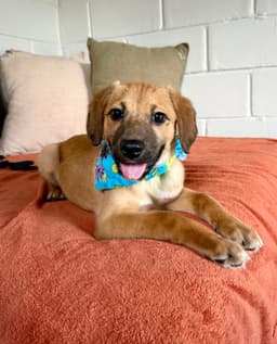 Milo image 2