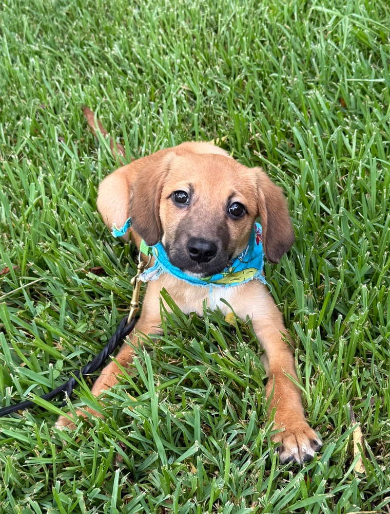 Milo - Terrier