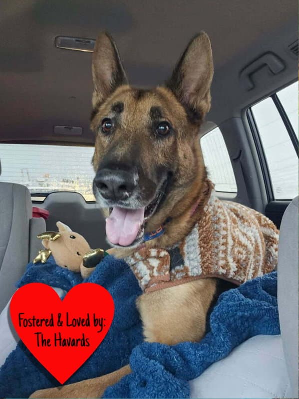 Doc Holiday - German Shepherd Dog