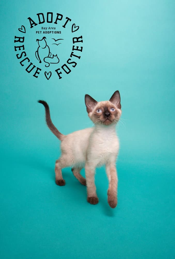 Natsu - Domestic Short Hair