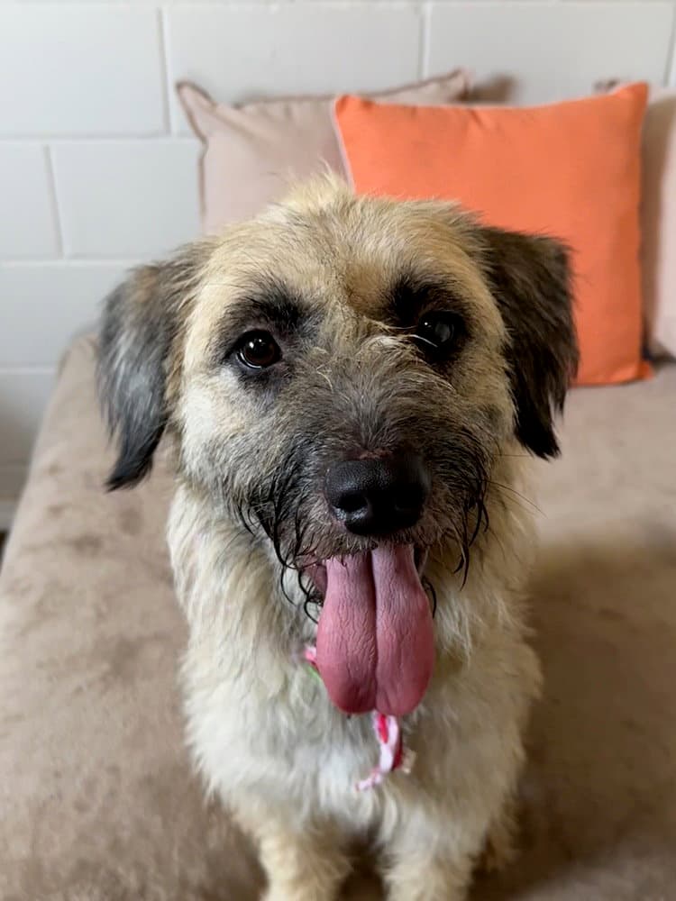 Maizie - Terrier