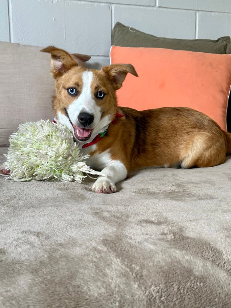 Rusty - Corgi