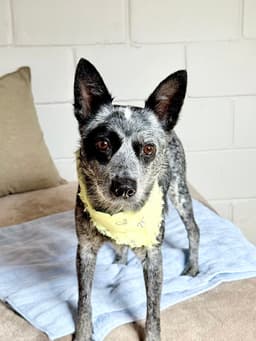 Clarabelle image 1