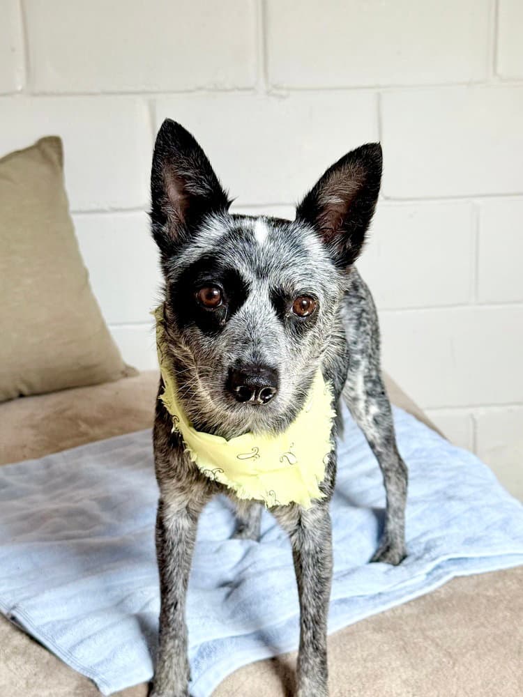 Clarabelle - Australian Cattle Dog/Blue Heeler