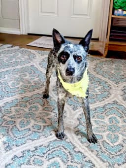 Clarabelle image 2