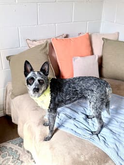 Clarabelle image 4