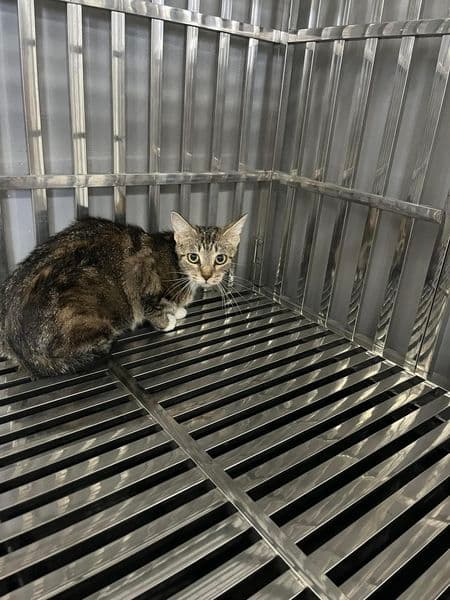Zinnia - Domestic Short Hair