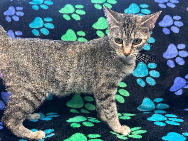 Sunshine - Domestic Short Hair