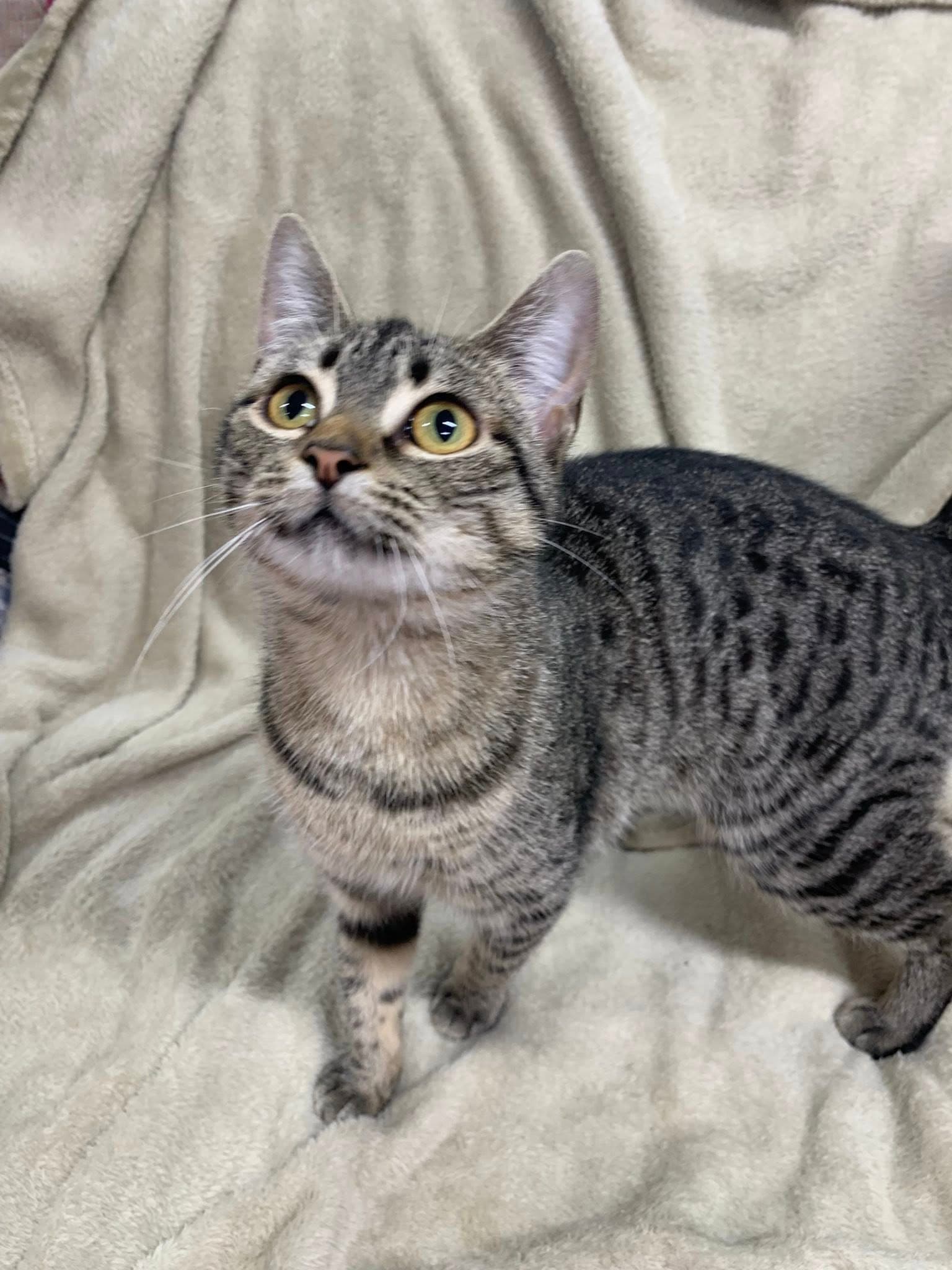 Prrtricia - Domestic Short Hair