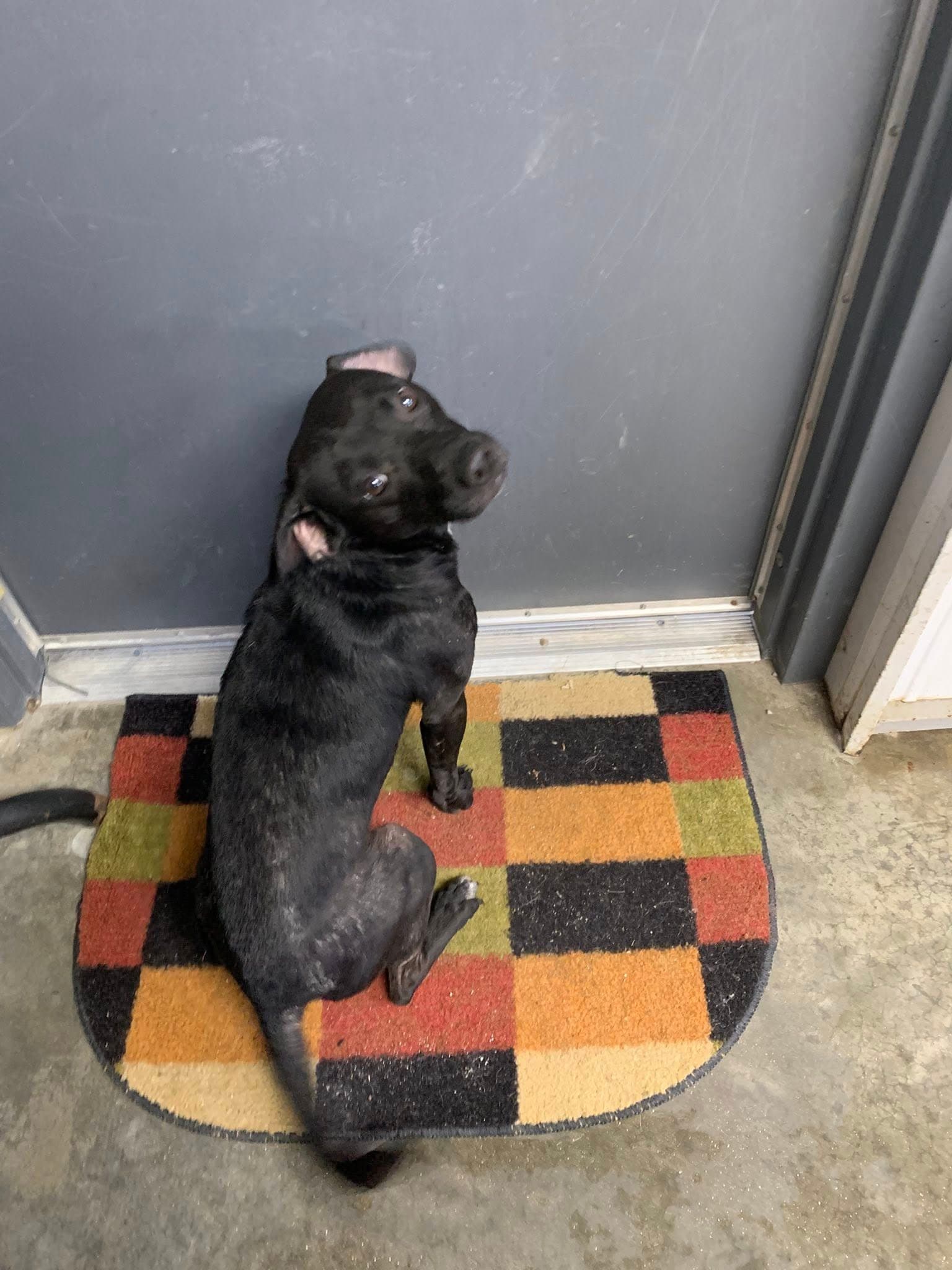 Ruckus - Rat Terrier