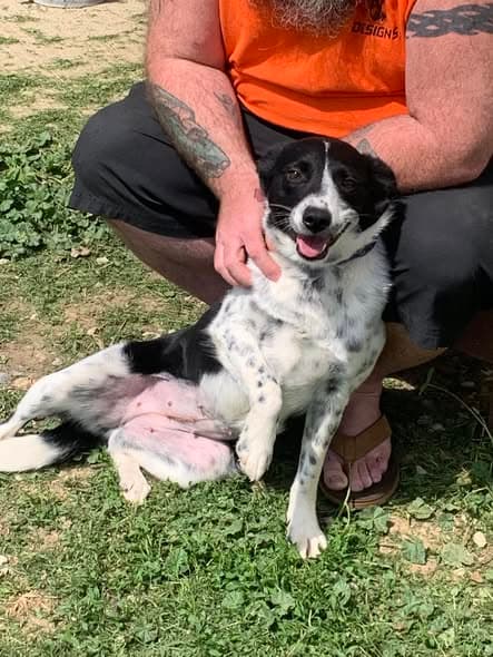 Dotti - Australian Shepherd