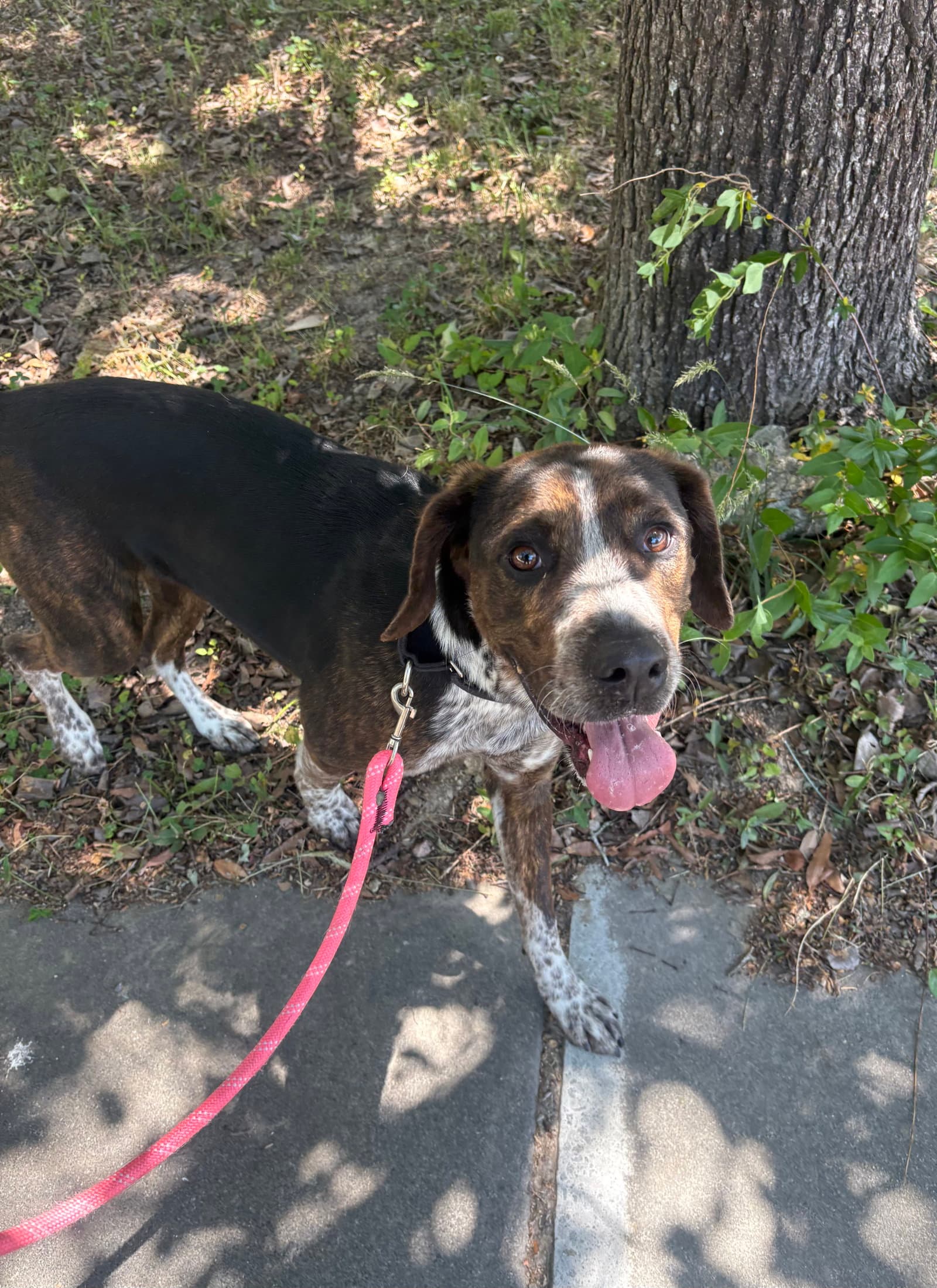 Orieana - Catahoula Leopard Dog