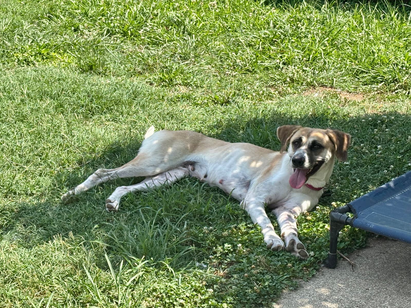 Angel - Anatolian Shepherd