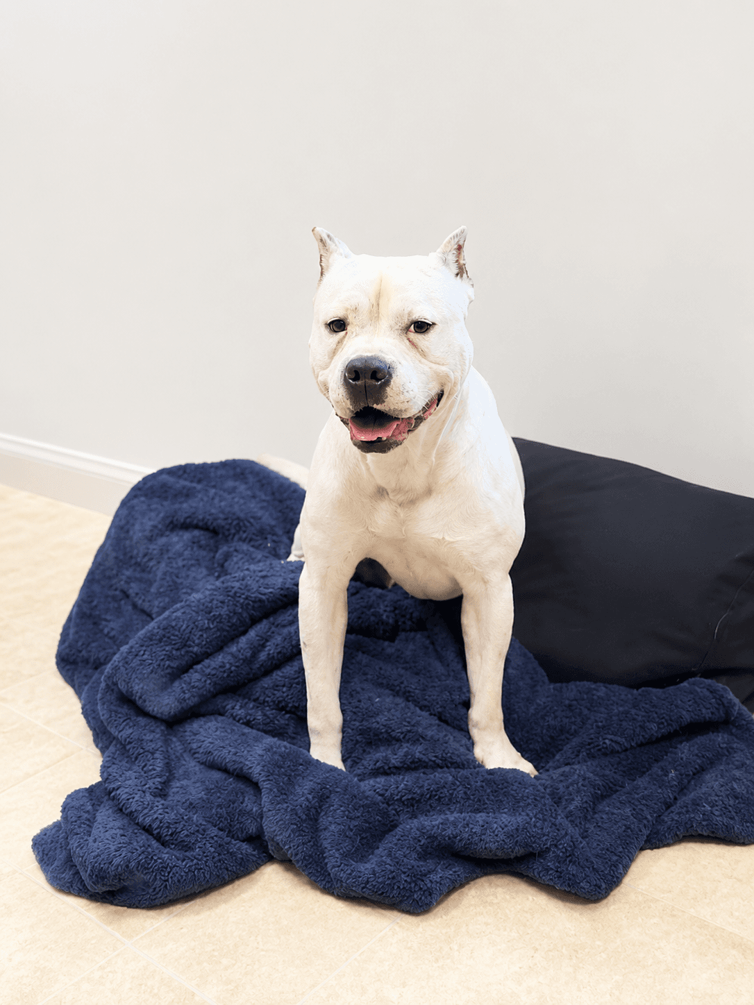 Drake - American Bulldog