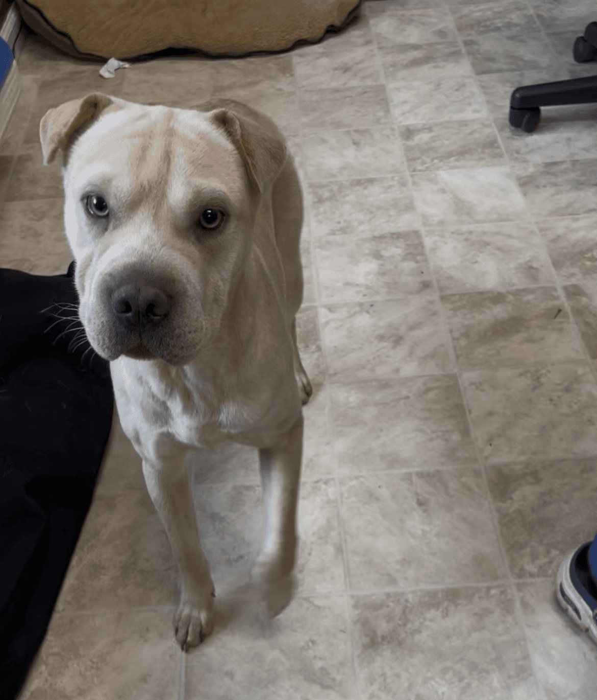 Joon - Shar Pei
