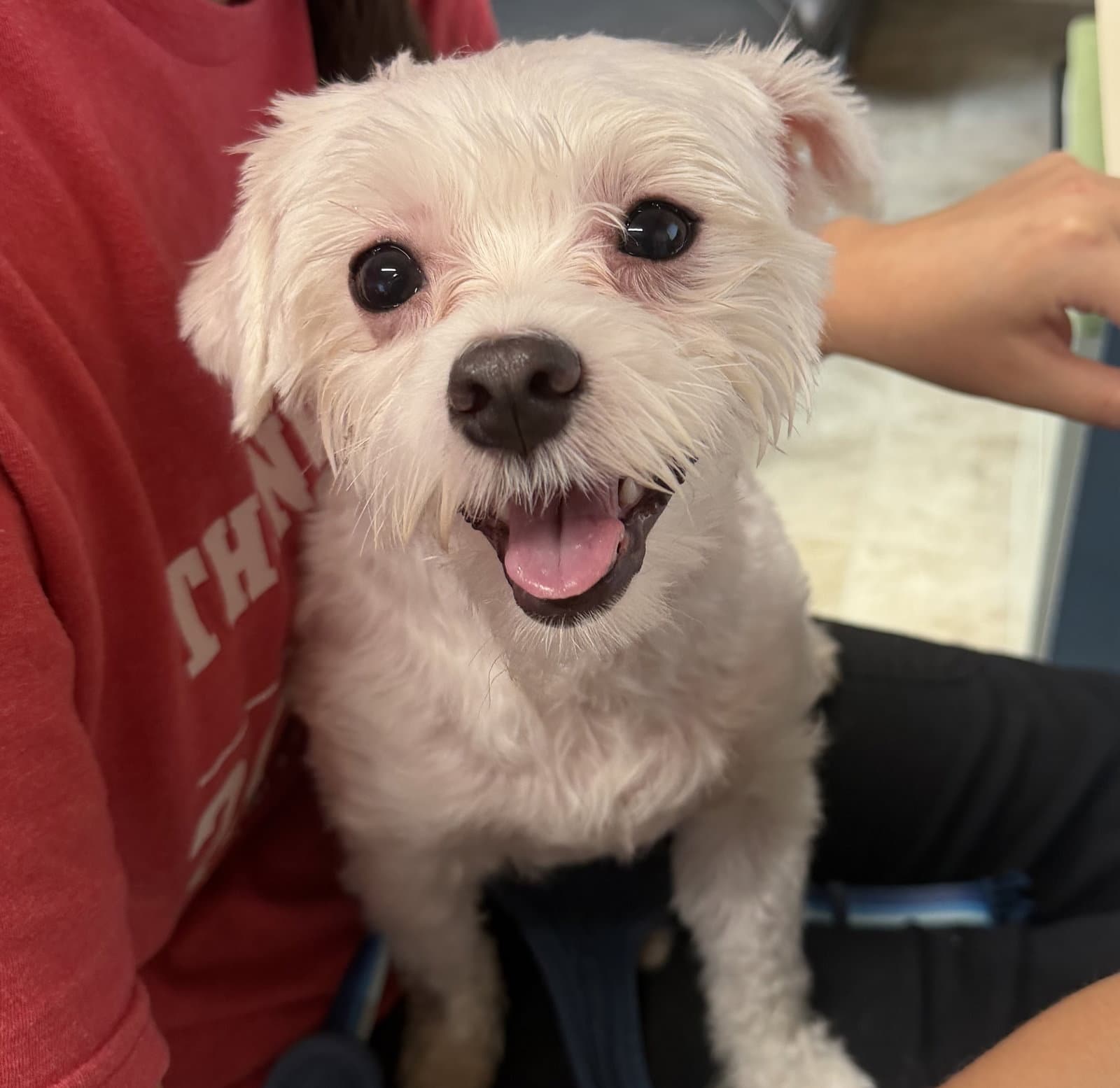 Teddy - Maltese