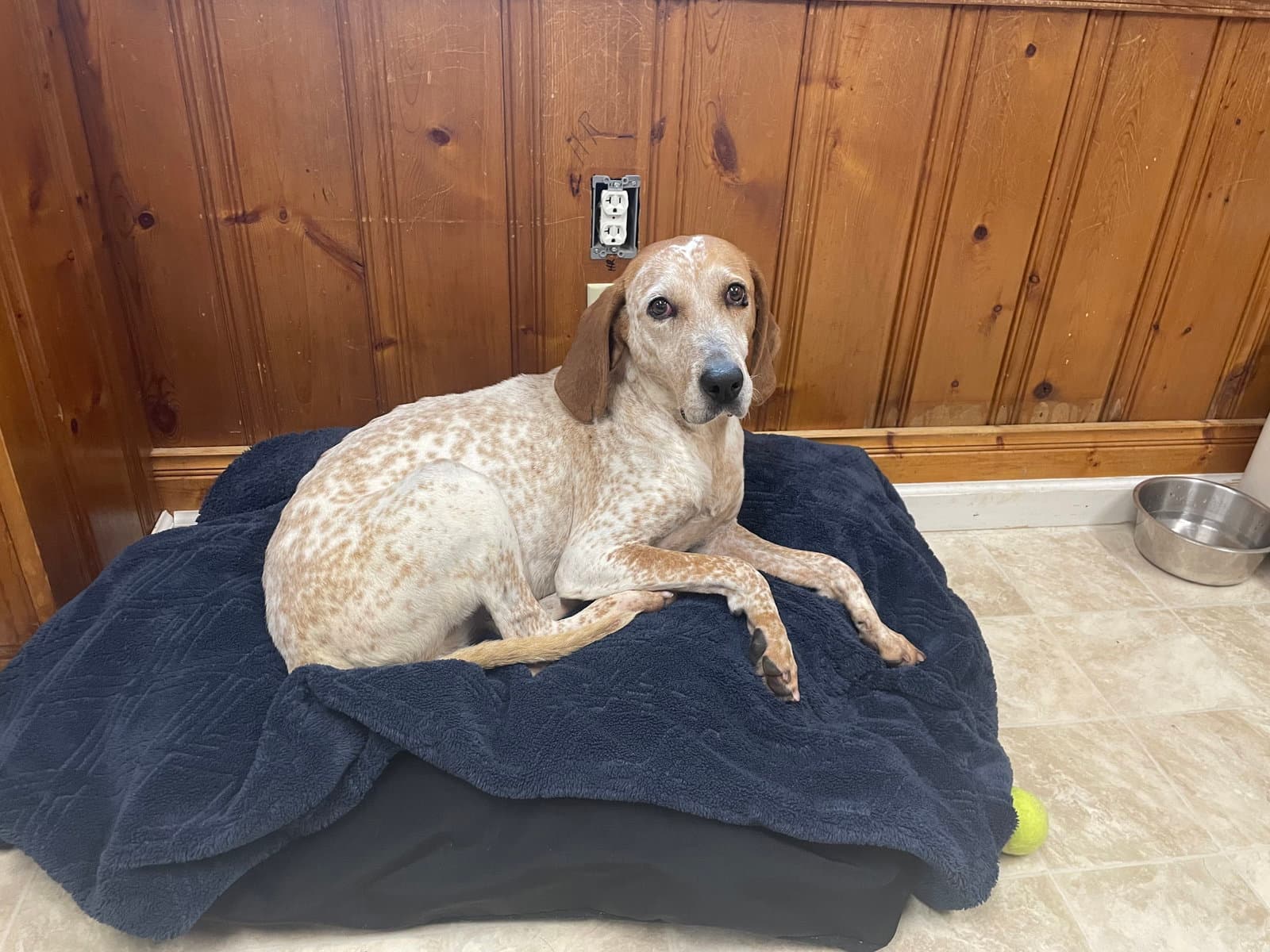 Cobbler - Coonhound