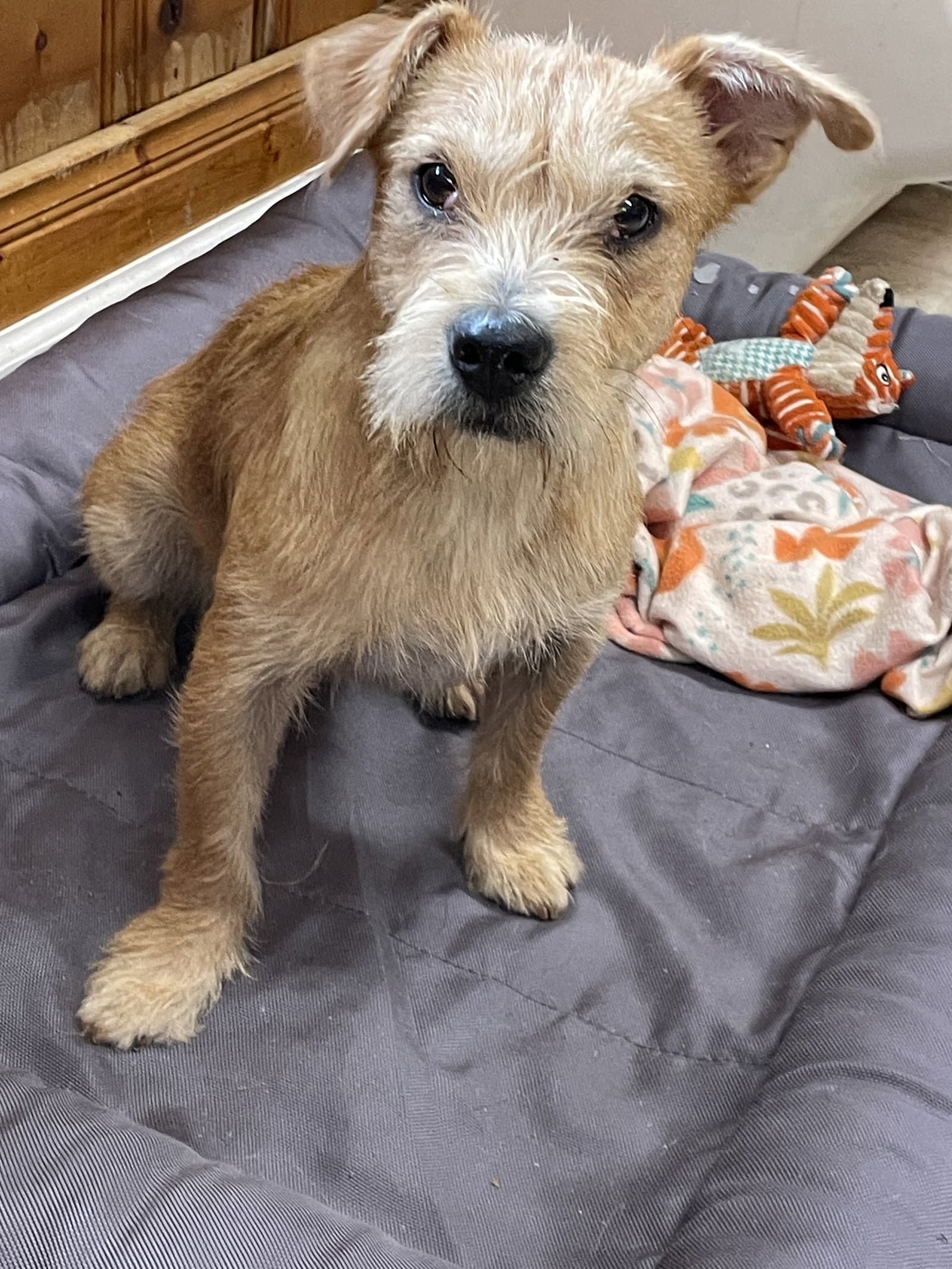 Miley - Border Terrier