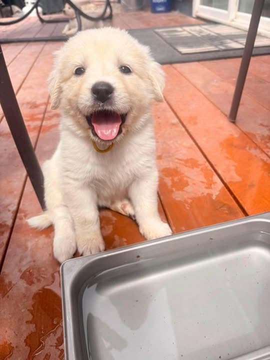 Bridgerton Litter - Great Pyrenees