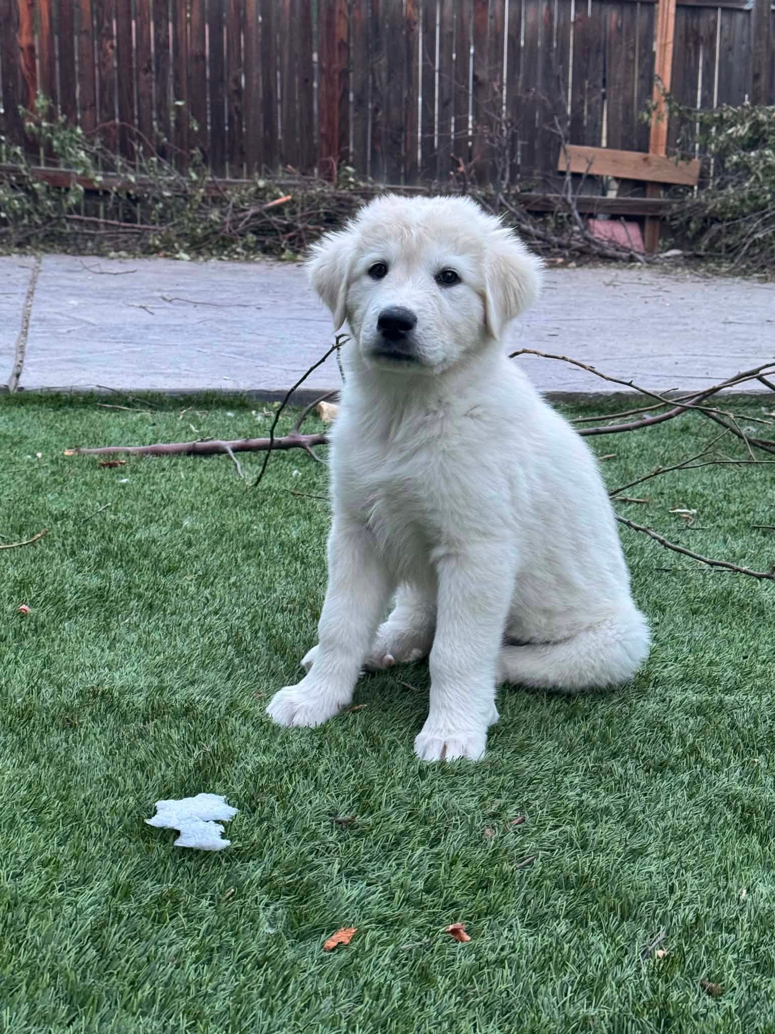 Francecsa - Great Pyrenees