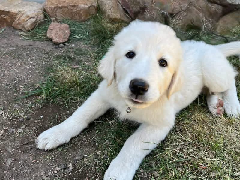 Charlotte - Great Pyrenees