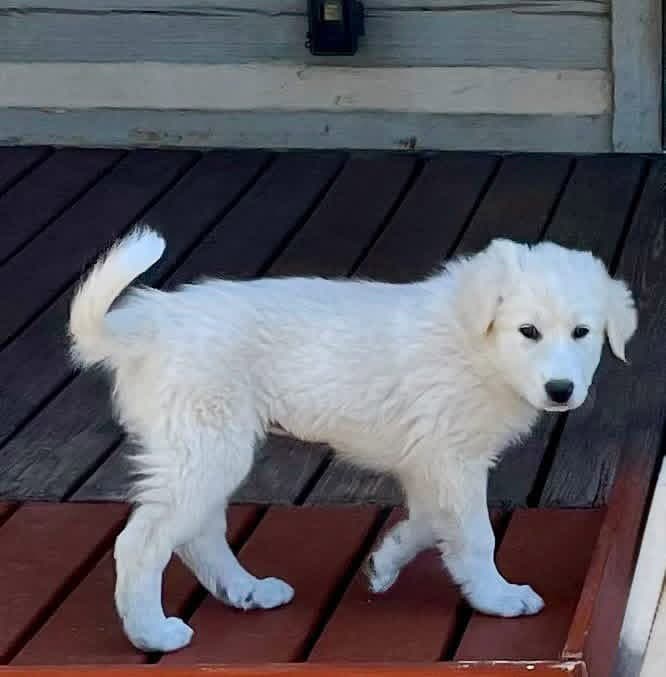 Eloise - Great Pyrenees
