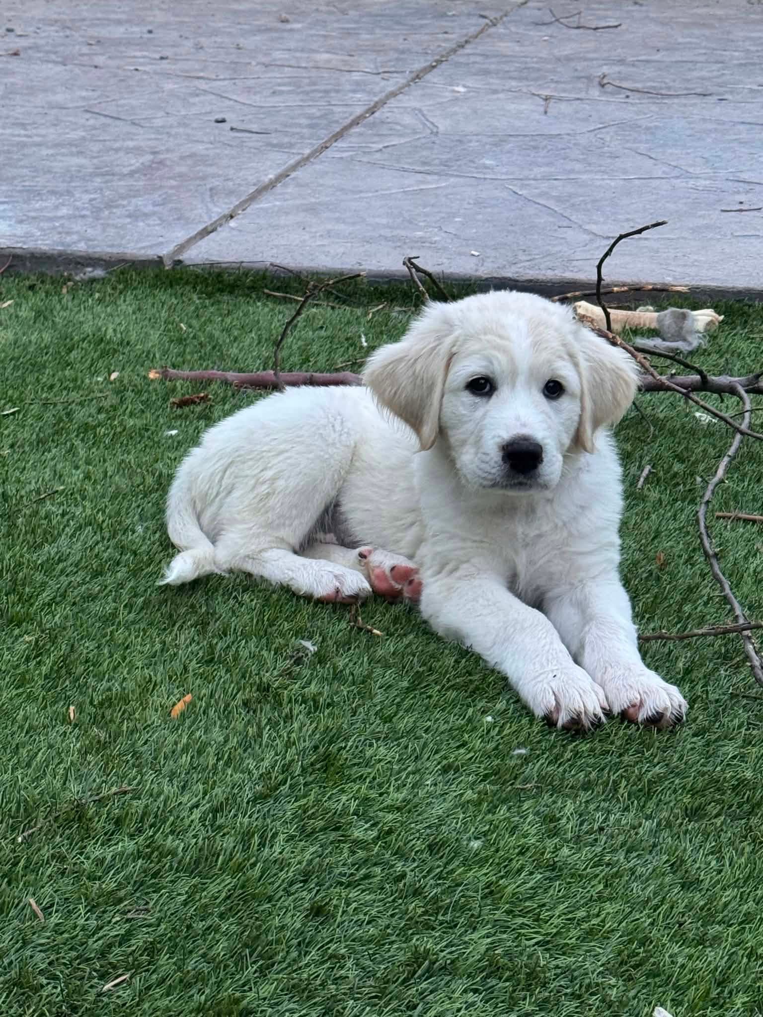 Penelope - Great Pyrenees