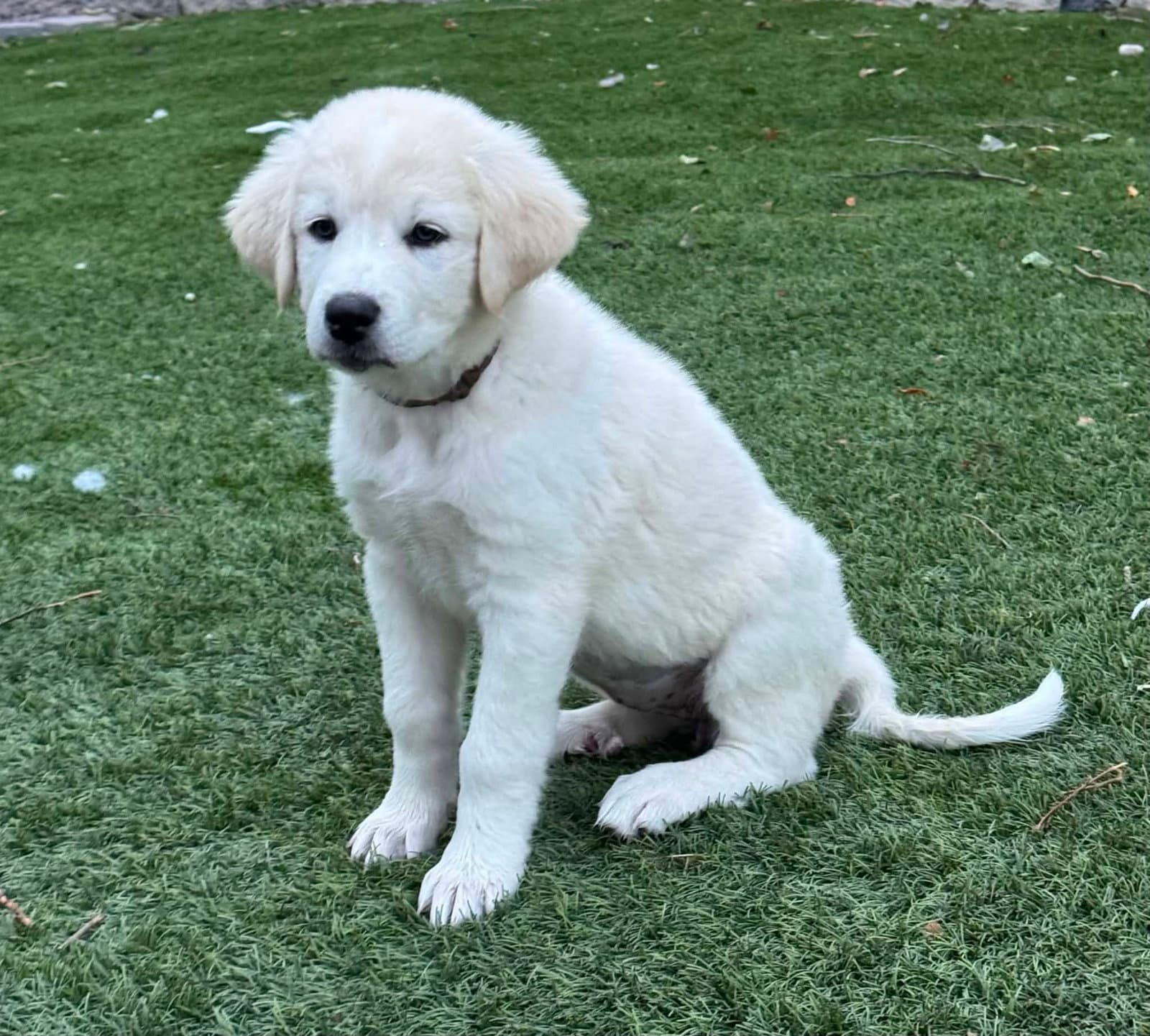 Sophie - Great Pyrenees
