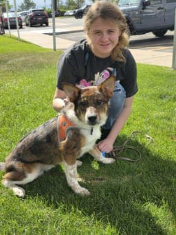Dingo image 1