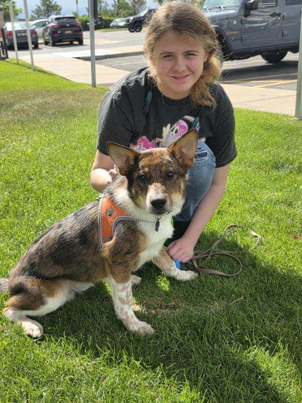 Dingo - Australian Cattle Dog/Blue Heeler