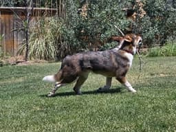 Dingo image 2