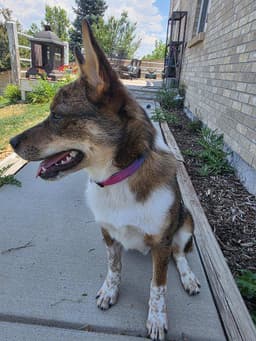 Dingo image 3