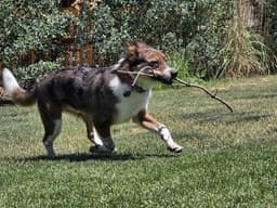 Dingo image 4